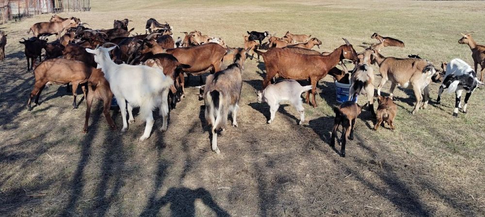 Capre tinere cu iezi