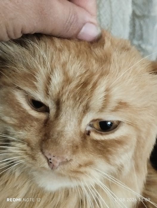 Потеряли кота, зовут Сулейман