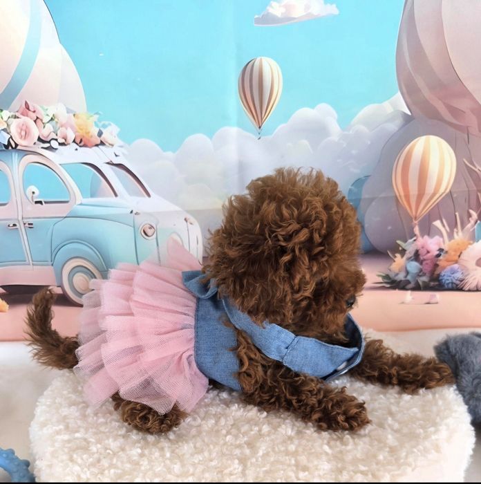 Пудел той Poodle toy с родословие