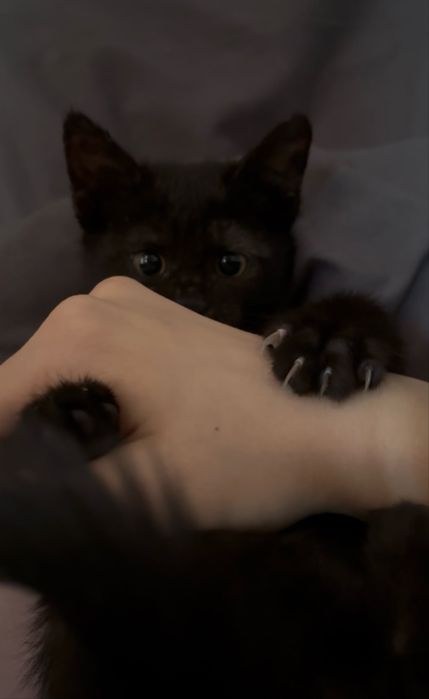 черная кошечка!