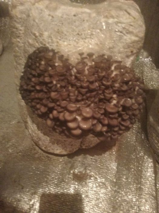 Veshenka qoziqorin urug'ulari sotiladi