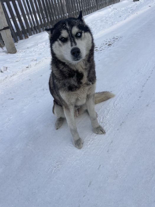 Отдам красивых упитанных щенят