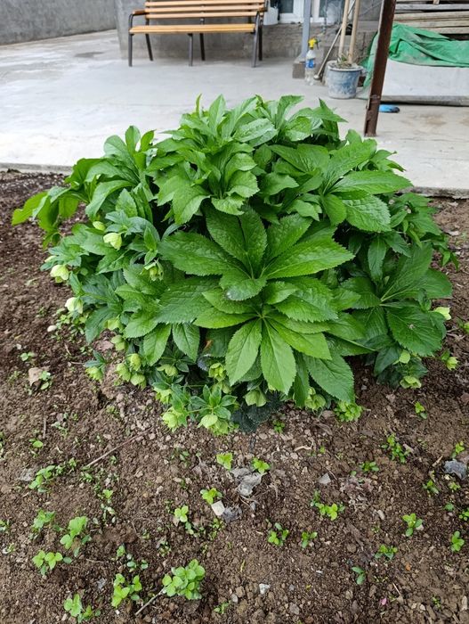 Гул морозка сотилади