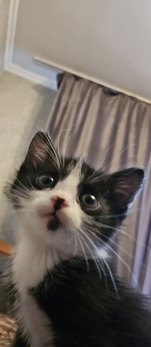 Котёнок Томас ищет любящую семью