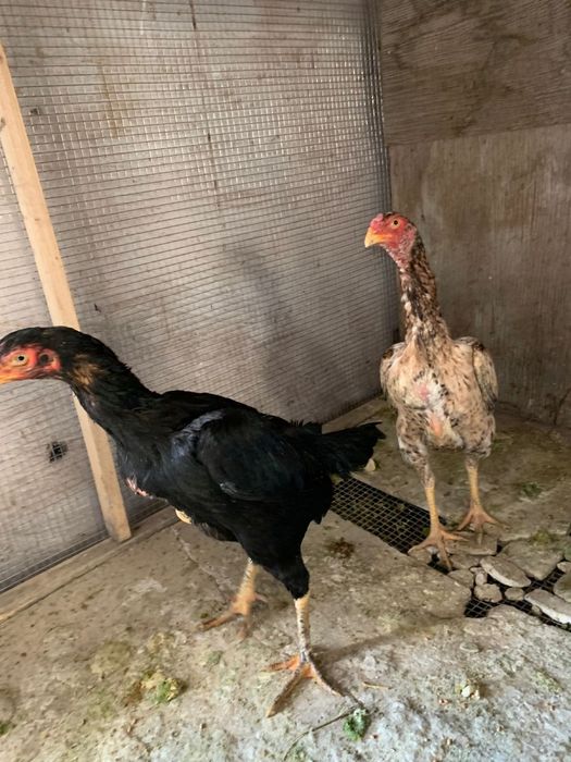 Даканки в отличном состоянии