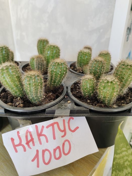 Продам  кактусы ,