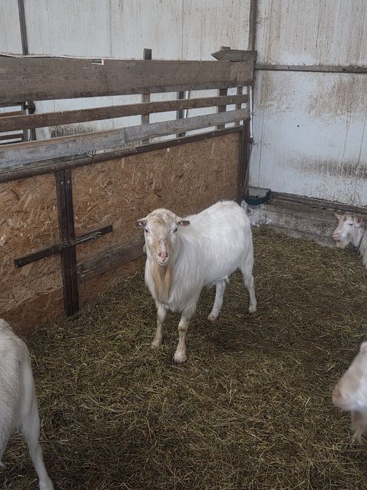 Țapi Saanen de vanzare