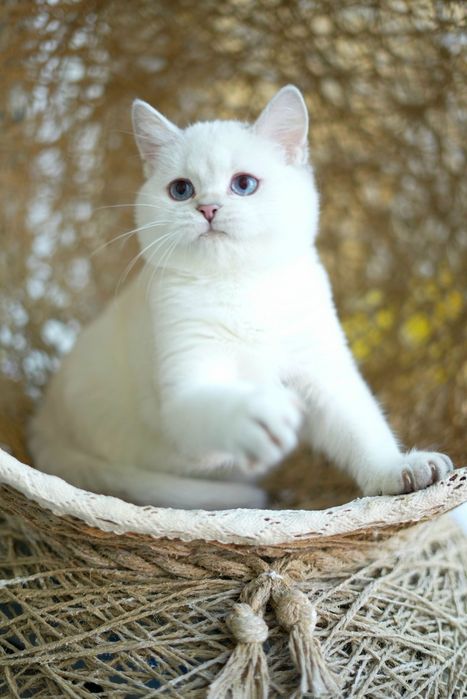 Котята шиншилла голубоглазая