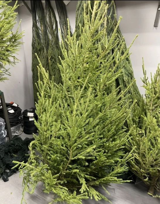 Новогодние елки,живая елка,пихта,сосна,ель