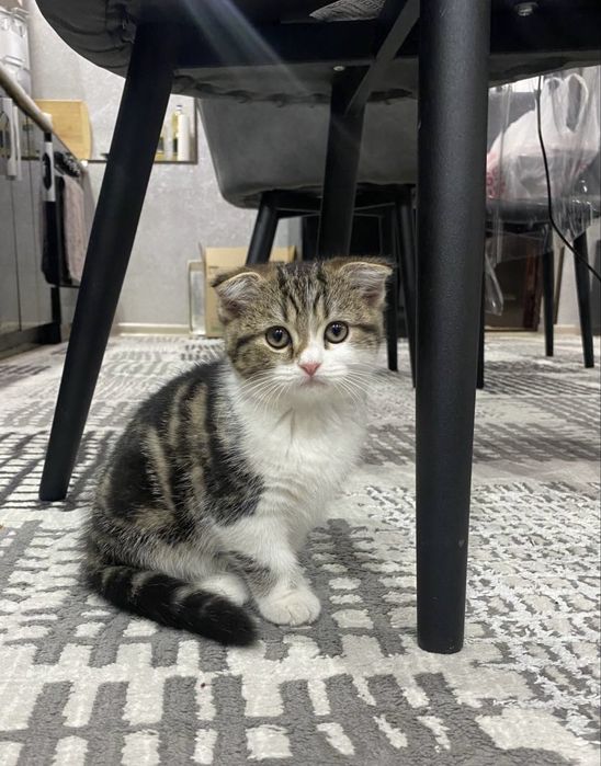 Британские котята: мальчик и девочка, необычный окрас