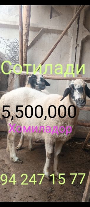 Срочно продаётся бараны!