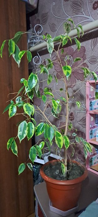 Фикус бенджамина