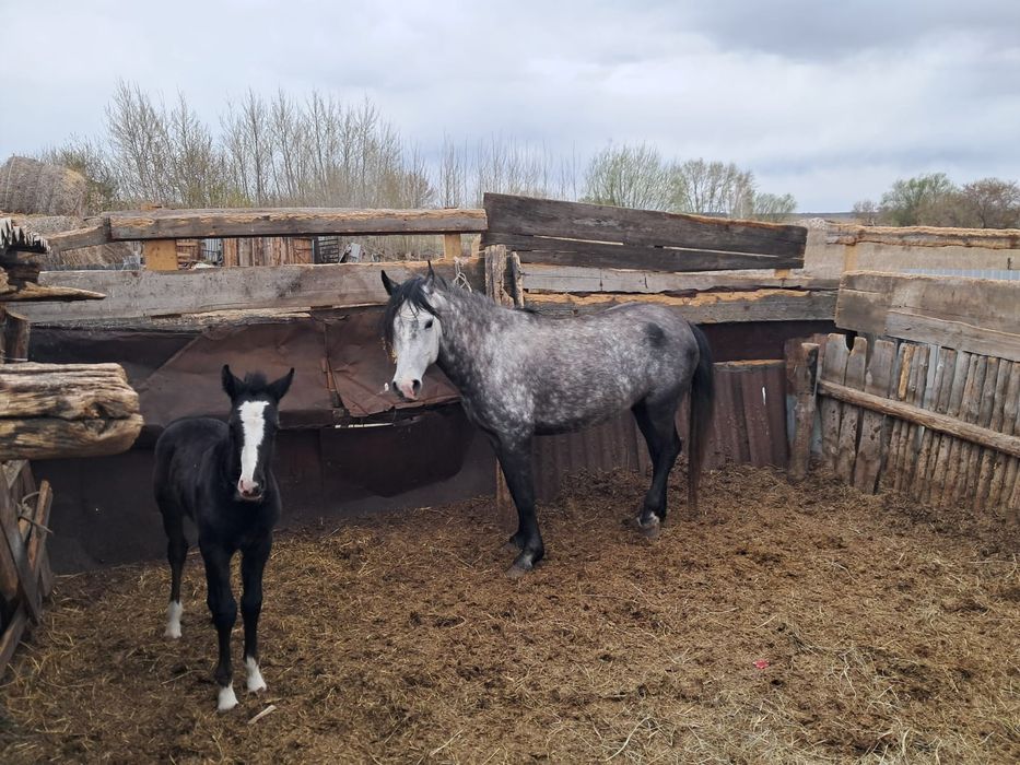 Продам лошадь с жерибенком