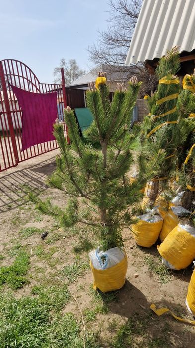 Крим туяа стришка