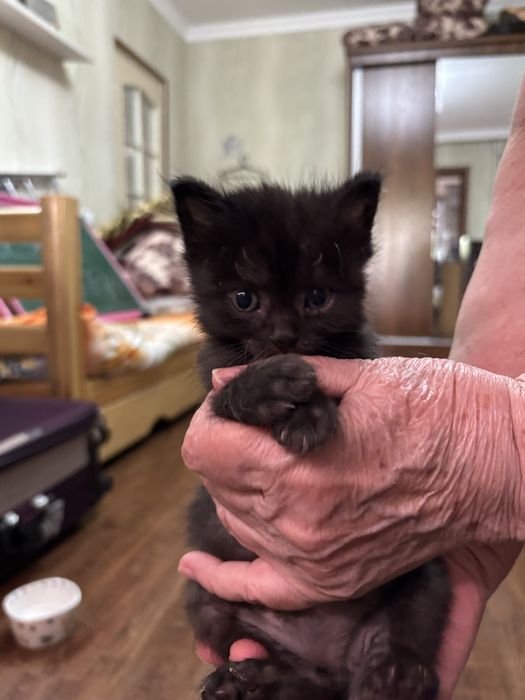 Отдам котят в добрые руки