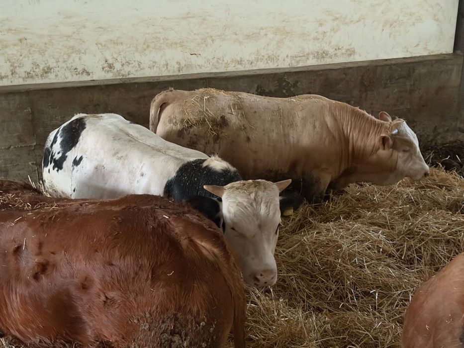 51 vitei doar viței de carne