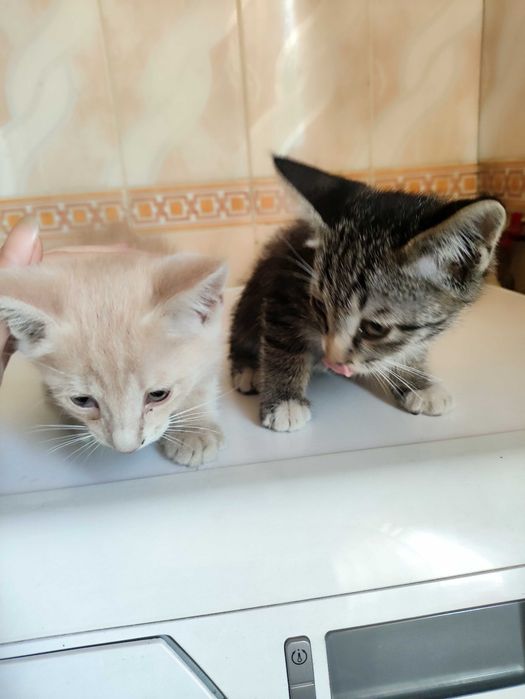 Отдам бесплатно котят