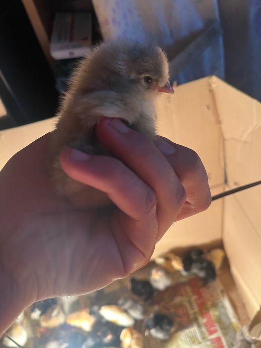 Продавам малки селски пиленца