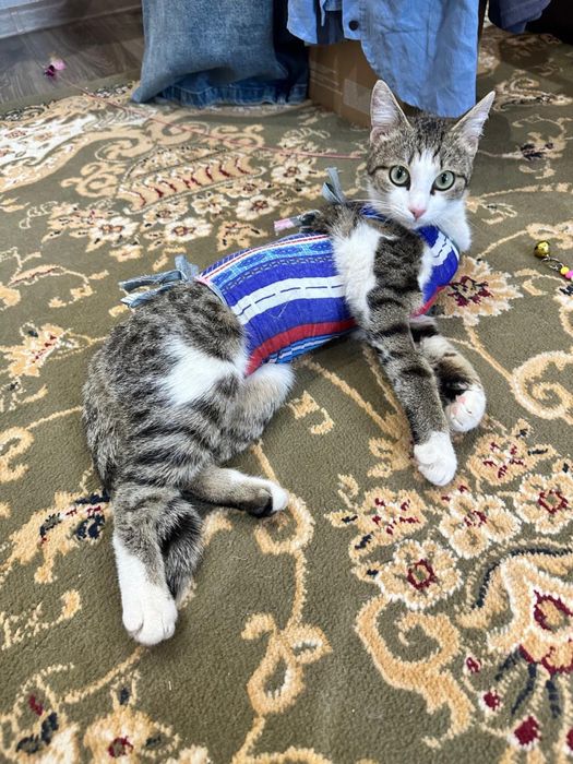 Котенок девочка! Стерилизована.