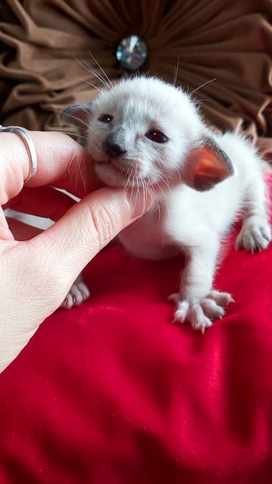 ОРИЕНТАЛЬНЫЕ с документами ( котята )