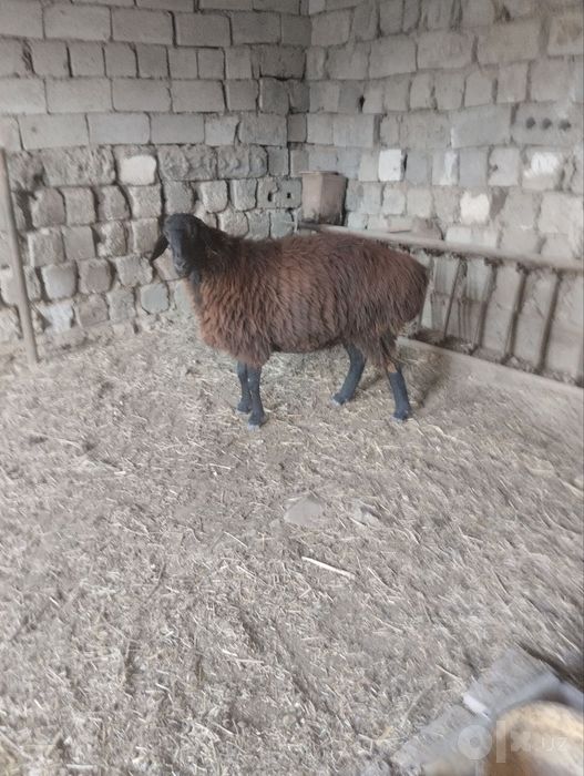 Quy va Quchqor Sotiladi