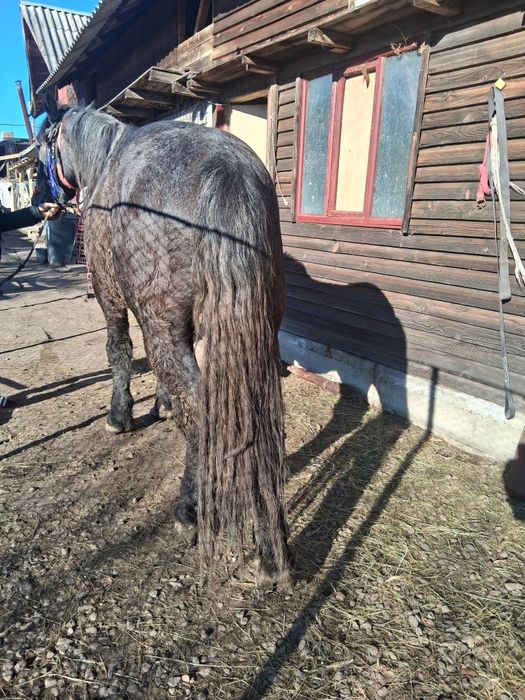 Vând armăsar de 4 ani