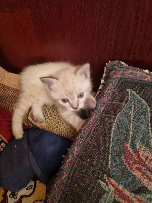 Продается сиамская котёнок