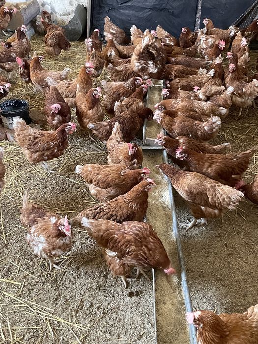 Gaini rosii ouatoare Isa Brown, Horlești !