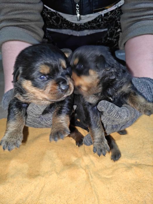 Продаётся щенки Ротифел