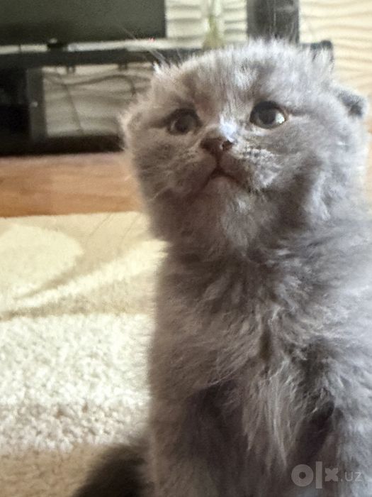 Котята чистокровные породистые скотиш фолд