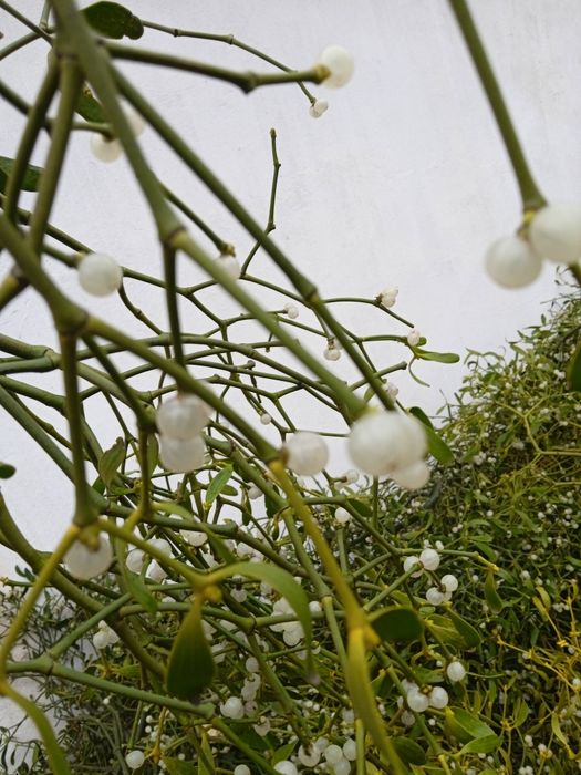 Vând vâsc la angro