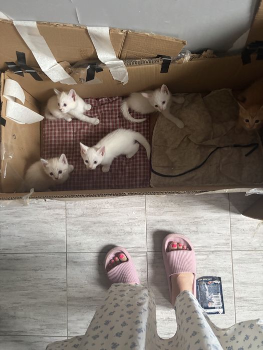 Отлам котят в добрые пуки