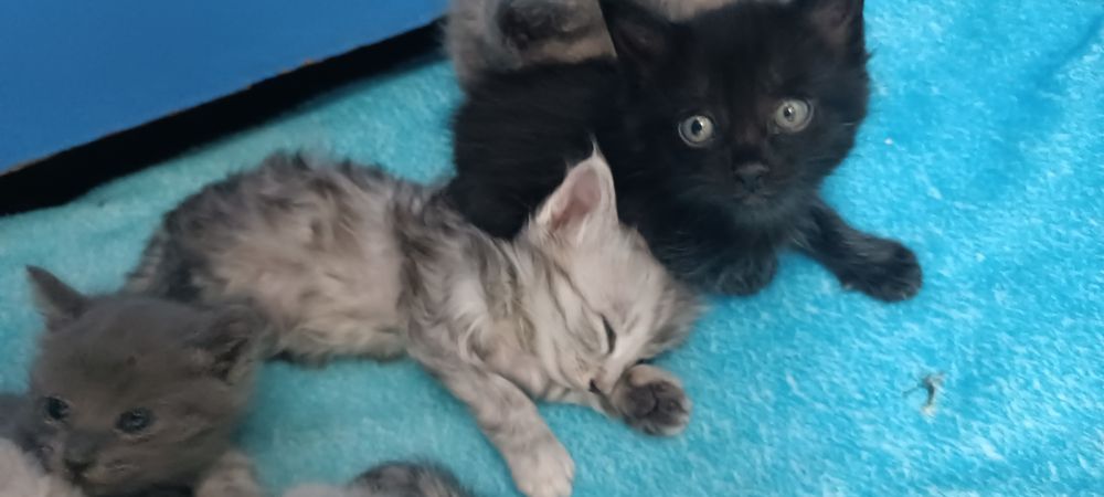 Котята породистые