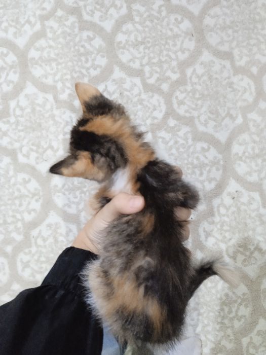Котенок котенок.