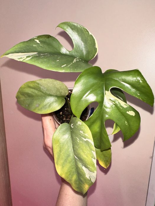 Комнатные цветы