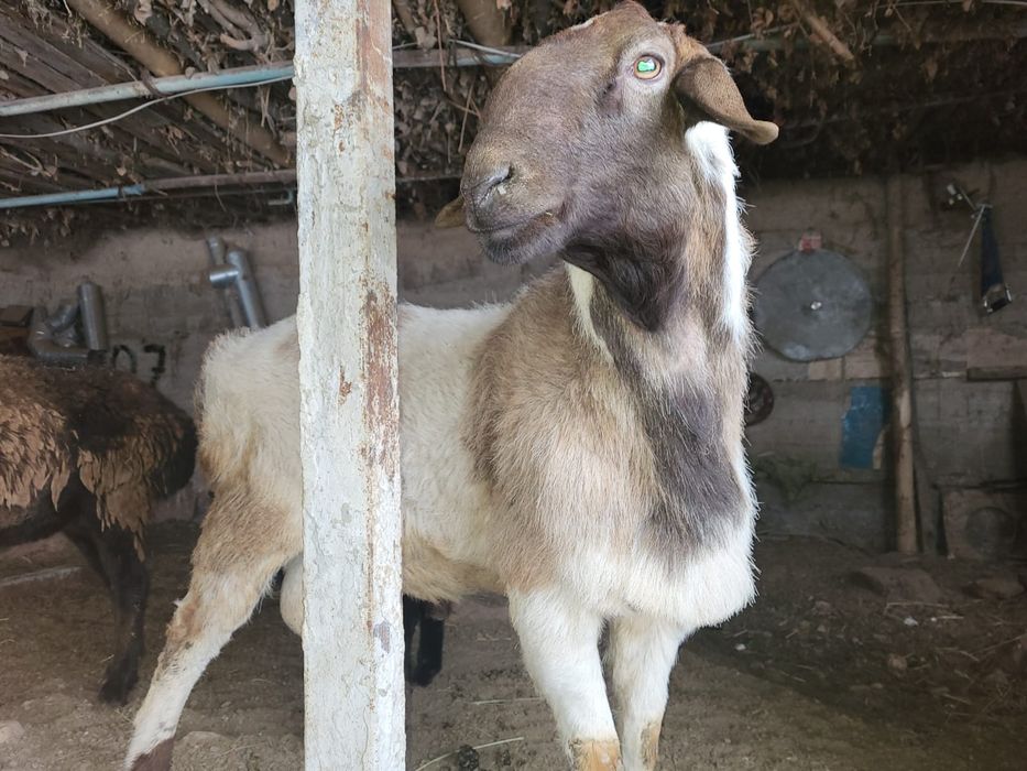 Қошқар сатылады ...