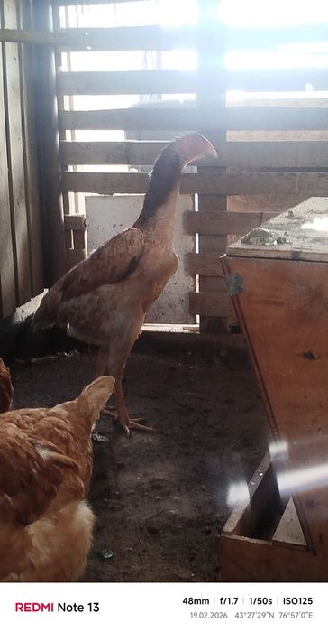 Продам даканка март