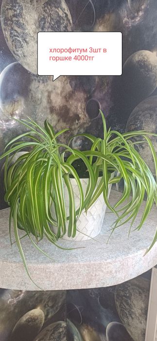 Продам комнатные цветы