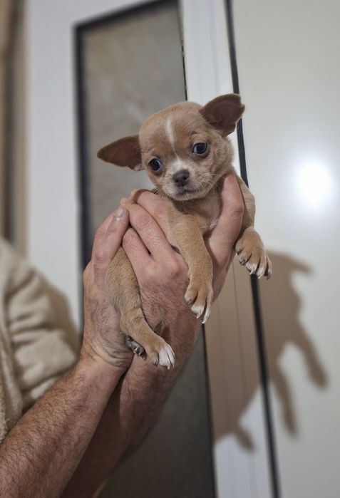 Мини чихуахуа,две момчета и две момичета.