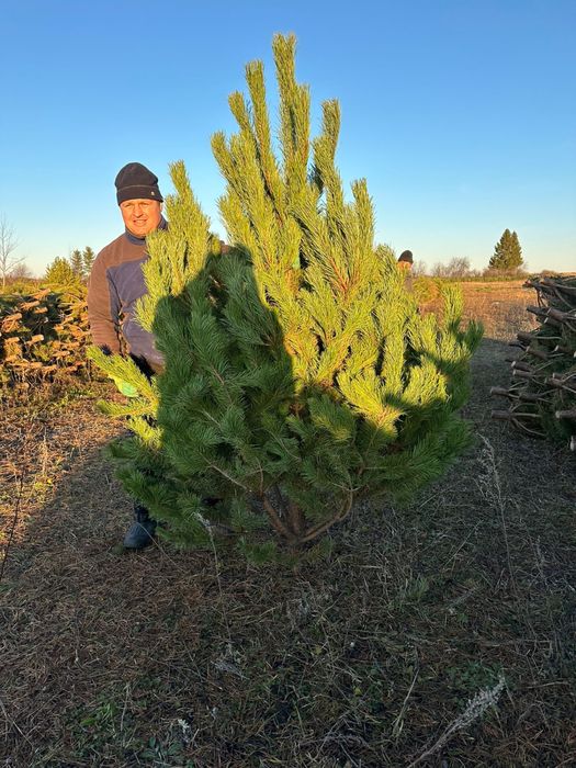 Елки сосны 2025 года