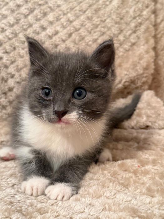 Котята девочки бесплатно