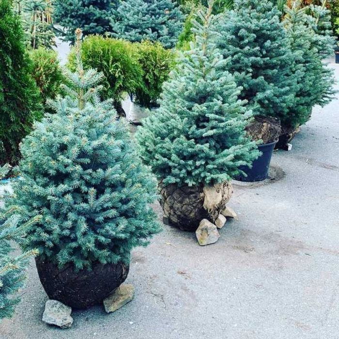 Продам саженцы сеянцы рябина береза кедр ёлка ель голубая липа