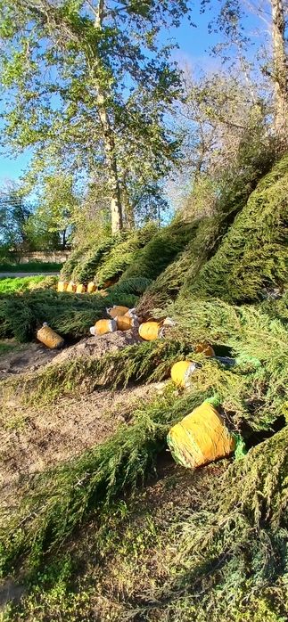 Kokarrishi o'zingizga  bogliq