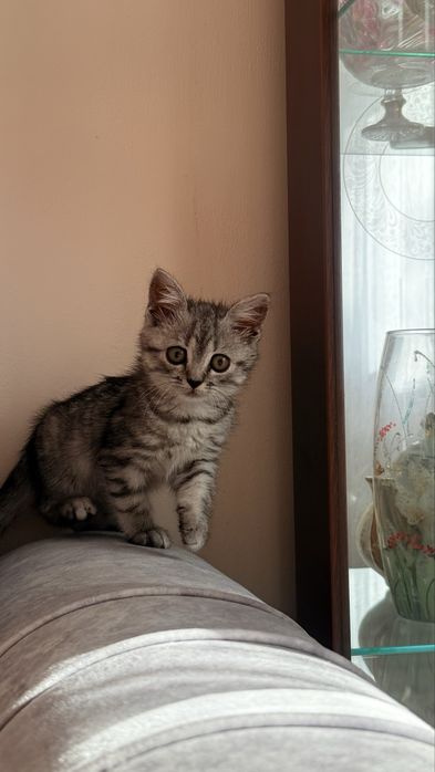 Шотландский красивый прямухий котенок