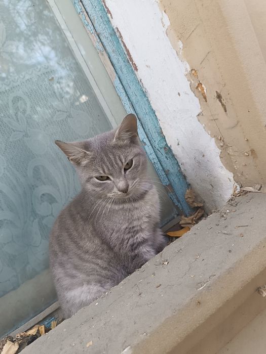 В хорошие руки котенок
