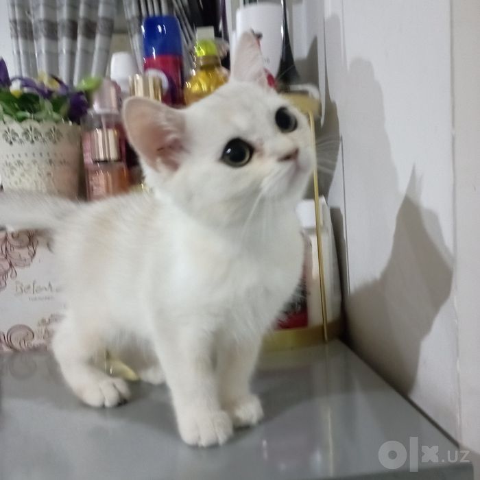 Serebristi shinshila