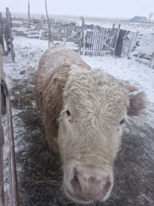 Бұқалар сатылады