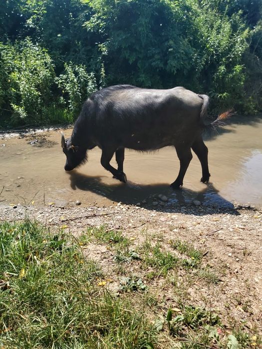 Vând bivolita cu vițel