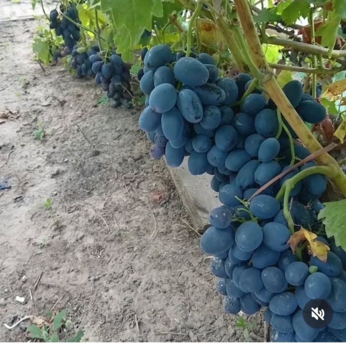 Продам саженцы винограда!