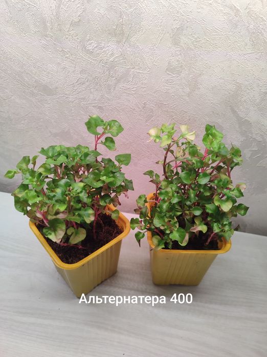 Гибазис Фата невесты,альтернатера,